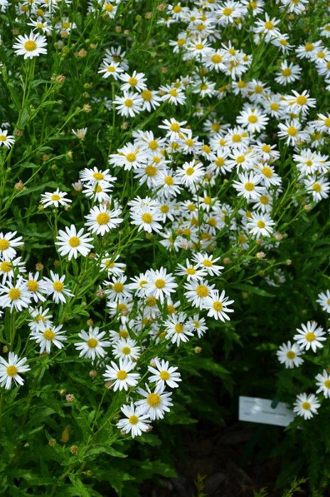 Kalimeris incisa 'Alba' (2)